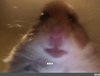 zsdfcghy