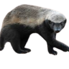 honey_badger2007