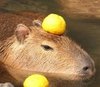 Capybara123